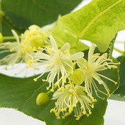 tea tree flower